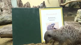 Meerkats Interact With A Book About Their Own Species in Vienna, Austria
