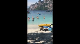 Monkey business at Phi Phi Islands: brazen beach theft caught on camera