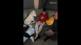 Clueless bully disappointed after dad makes him the butt of his balloon prank