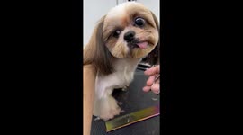 Wacky pet Shih Tzu makes HILARIOUS face while having fur cut