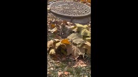 Cat leisurely sleeps under leaves in the sun in China