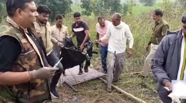 Leopard injured after being trapped in a field in central India, forest officials provide first aid