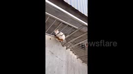 Clumsy cat's comical rooftop escape attempts after accidentally wandering into Chinese home
