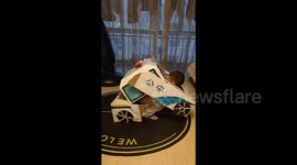 Chinese mother amazes with ingenious DIY transformable police car costume from cardboard for son's school project