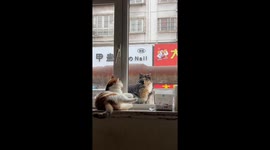 Calico cat's endearing window gestures to attract tortoiseshell pal