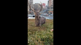 Roe deer gets treats from citizens in northeast China