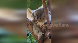 Mother and Baby Koala Nap in Vienna, Austria