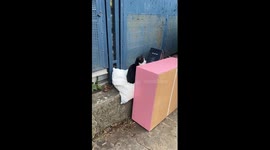 Kitty the seller: funny cat sitting behind a counter and looking like he's selling something