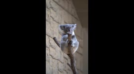 Koala Rings His Own Bell