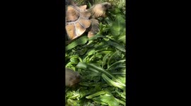 Reptile Rescue in Pennsylvania takes in 2,000 Turtles!