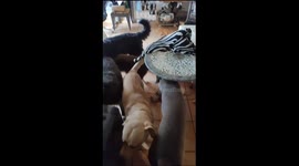 How To Get The Dogs Outside