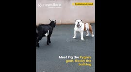 Bulldog and Goat are best friends