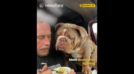 Bulldog loves Noodles