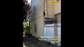 Baby Raccoon calls for Mother Raccoon when it gets stuck