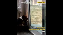 Dog teaches puppy how to use the doggy door