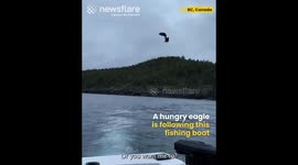 Eagle catches Fish throw by Fisherman