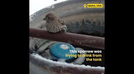 Frozen Bird Rescued