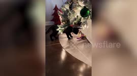 Top 19 Hilarious Pets at Christmas Moments