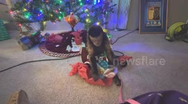 TOP 17 - Christmas Animal Shenanigans
