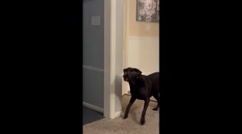 Adorable Chocolate Lab wants something 'light' for lunch