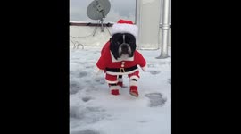 Oscar The Frenchie is excited for Christmas!