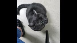 Stubborn cat has some THOUGHTS about being at the vet!