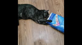 Kitty knows what's in the bag and he wants it SO BAD