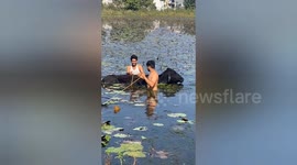 The old Cow rescued after it fell into pond in central India