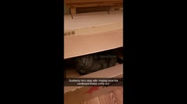 Cat's favorite part of moving day is all the brand new boxes to play with!