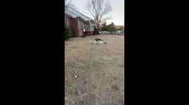 Package Delivered To Resident German Shepherd