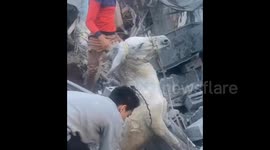 Man trying to free a Donkey from under the rubble after Israeli airstrike in Gaza
