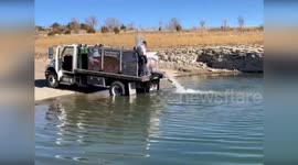 CPW stocks 6,585 rainbow trout at Trinidad Lake State Park in Colorado, USA