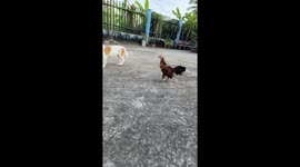 The chicken suddenly attacked and chased the dog out of the yard and reclaimed its sleeping place