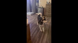 Husky new bed