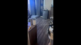 New bed and dog treats