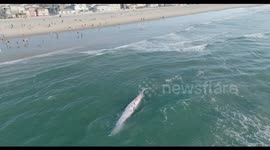 52-foot fin whale found dead in Mission Beach in San Diego California is towed out to sea