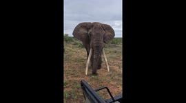 BIG elephant tusker, Ezulwini, greets morning safari goers with a VERY close encounter!