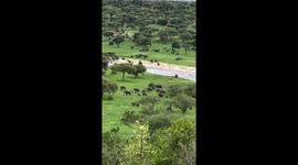 Elephant extravaganza: massive herd descends on Tarangire Safari Lodge