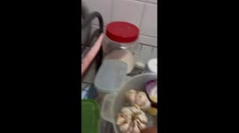 Simba, the tearful kitchen companion: cat's onion encounter caught on video in Malaysia