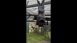 Rain-resistant adaptation: Malayan flying foxes' waterproof wing system