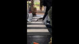 Lizard fetch: bean-chasing reptile fun!