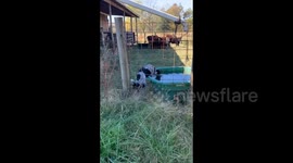 Pup takes on cows: a hilarious encounter in Silver Point, Tennessee