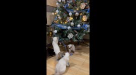 Pet cats play with Christmas tree decorations