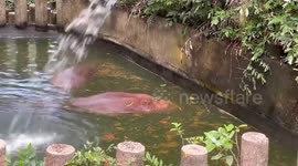 Baby monitor lizard rests on back of zoo hippo