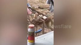 Clumsy pet Husky gets tangled in hammock