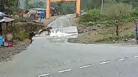 Man has terrifying brush with tiger crossing road in north India