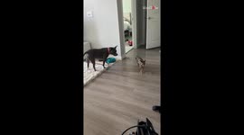 The friendship between pampered dog & stray kitten is legit GOALS!