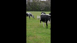Sheep Seems a Little Too Relaxed