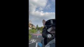 French Bulldog Rides In Cyclist's Backpack