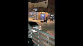 Shopping Cart Santa's Sleigh Is Pulled by Dogs